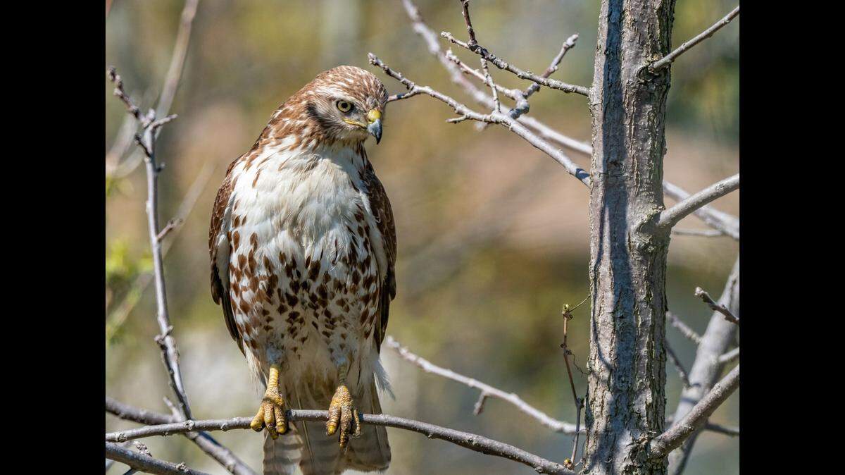 A Rhode Island man is accused of violating the Migratory Bird Treaty Act by shooting at protected species like the red-tailed hawk, federal officials say.