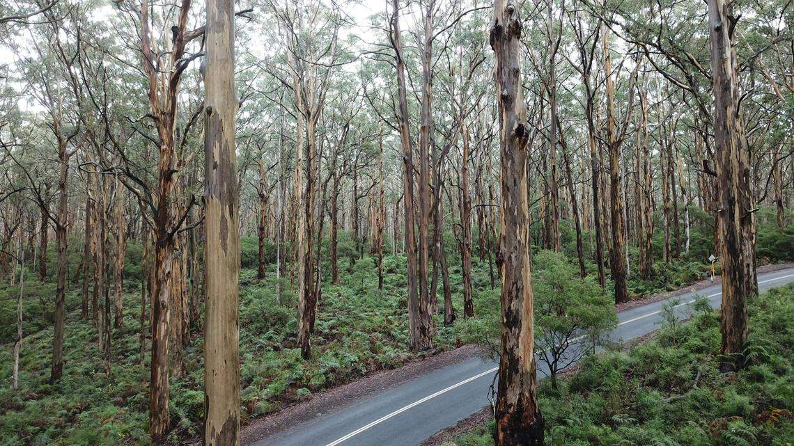A koala was born in Australia’s Yanchep National Park for the first time in 15 years, infrared footage has revealed.
