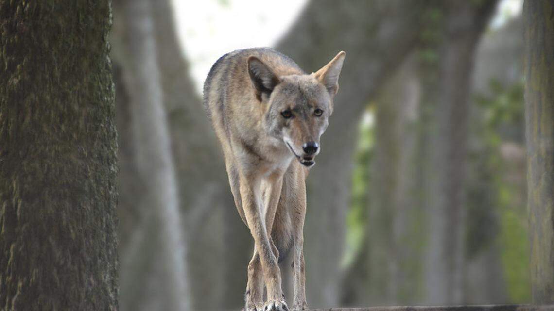 Unprovoked aggressive behavior from coyotes is unusual., according to the Florida Fish and Wildlife Conservation Commission.