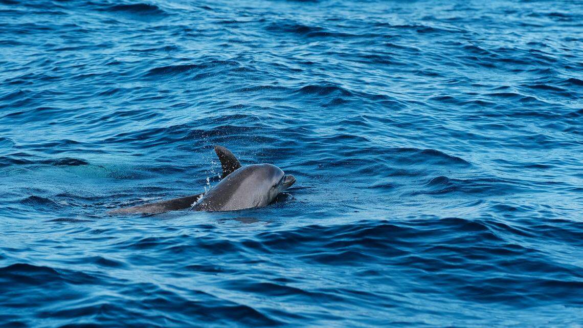 A group of bottlenose dolphins was seen “throwing” and killing a juvenile common dolphin off the coast of Wales, video footage shows.
