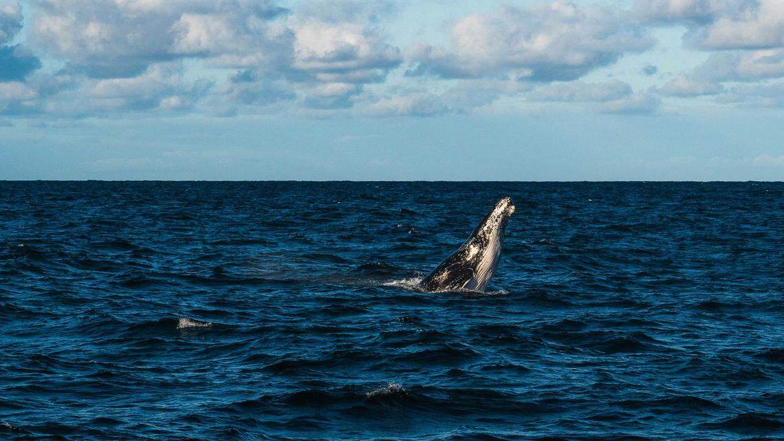 An entangled and “exhausted” humpback whale was recently rescued off the coast of the United Kingdom, video footage shows.
