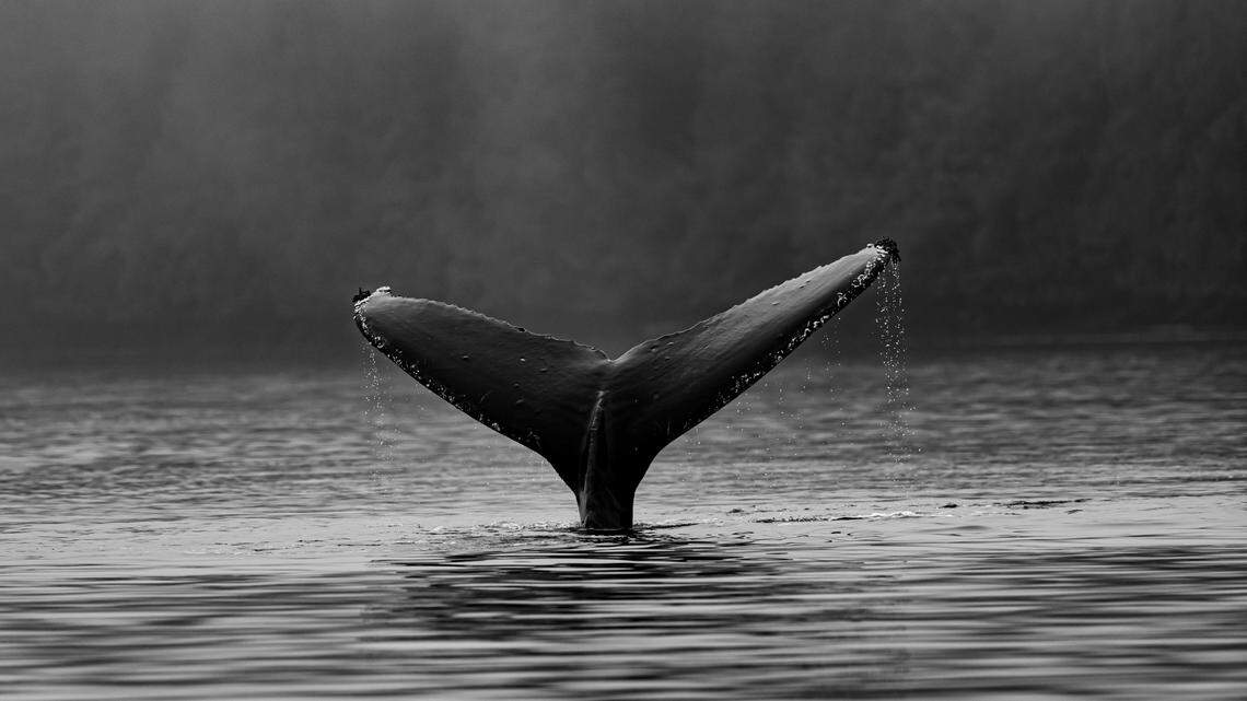 With so few left, each right whale calf is a triumph of conservation efforts.