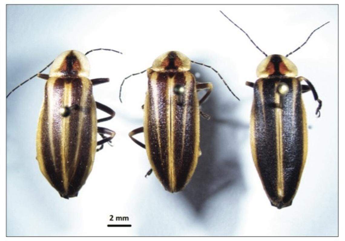 From left to right: Photuris witmeri, P. figuramuto, P. tremulans.