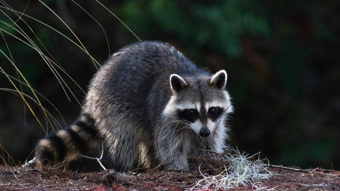 The raccoon, not the one pictured, tested positive for rabies after the biting incident, park officials said.