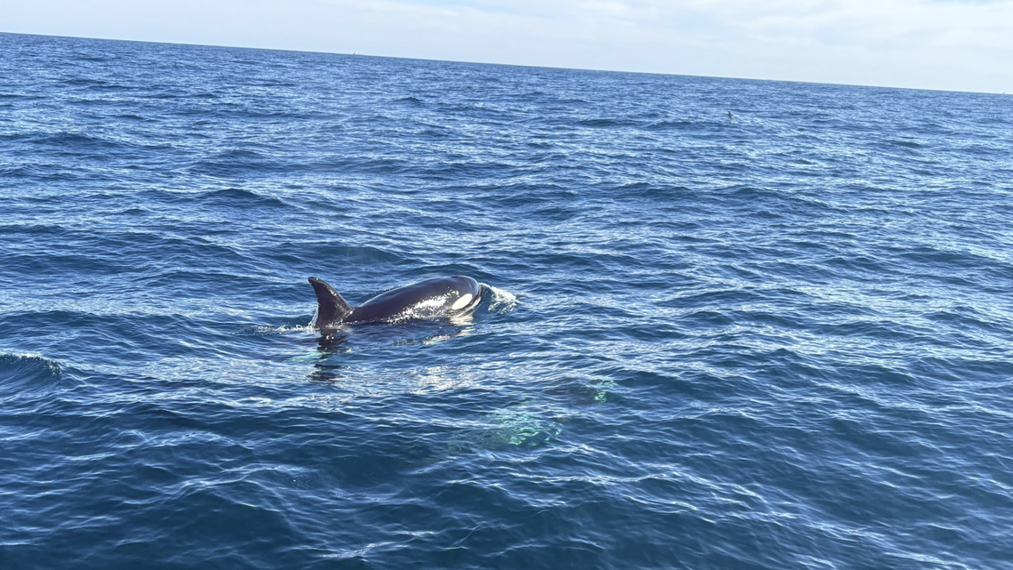 Rescuers freed a humpback whale tethered to the seafloor by fishing rope during a “difficult” operation complicated by circling orcas.