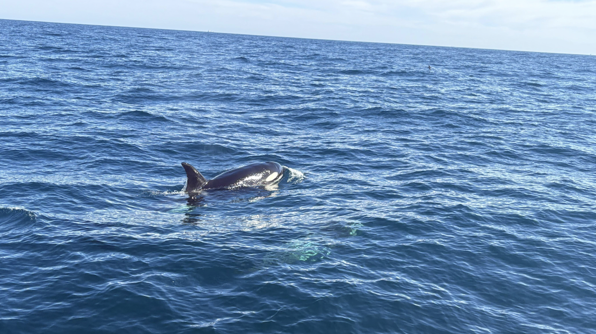 Rescuers freed a humpback whale tethered to the seafloor by fishing rope during a “difficult” operation complicated by circling orcas.