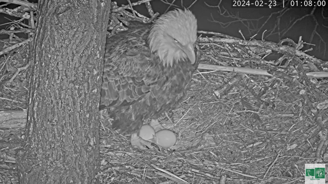 Bald eagle Rosa stopped incubating her two eggs on Feb. 23, nine days after laying the first egg in the Dulles Greenway Wetlands in Virginia, a nonprofit said.