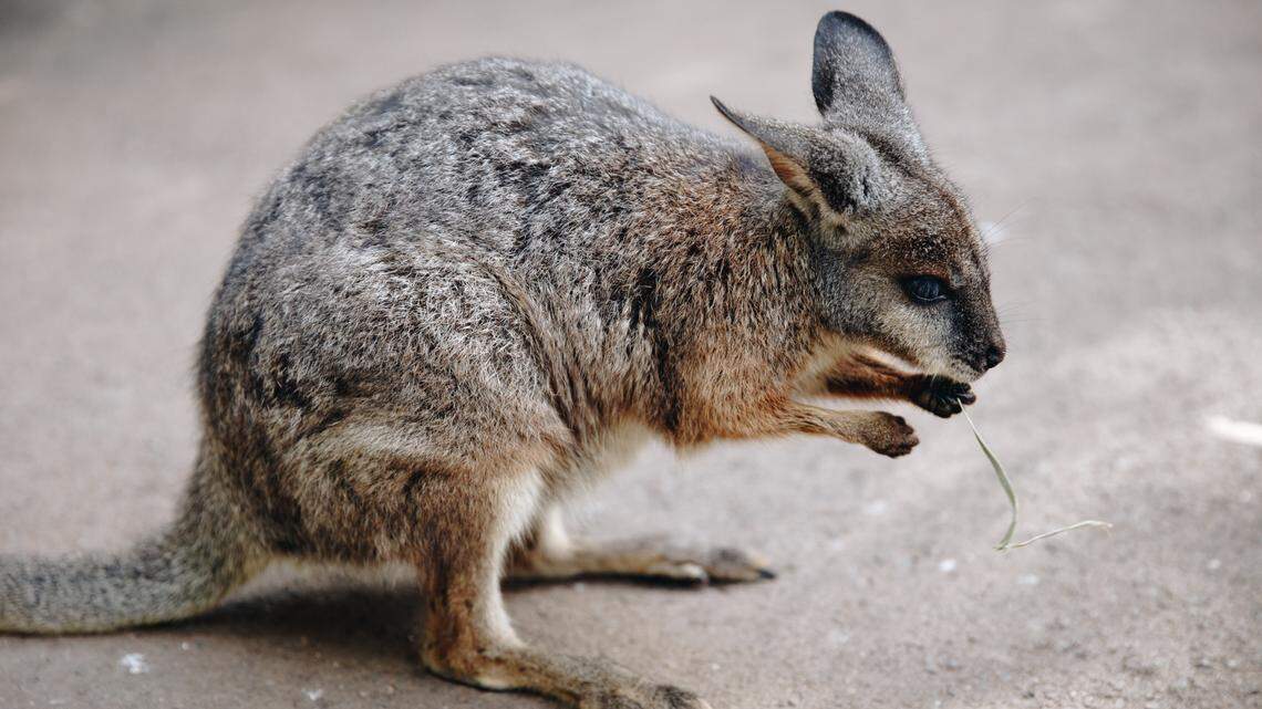 Drivers did a double take when they spotted what the thought looked like a small kangaroo (not the one pictured here) hopping down the side of a road in rural New York. It turned out to be a runaway wallaby.