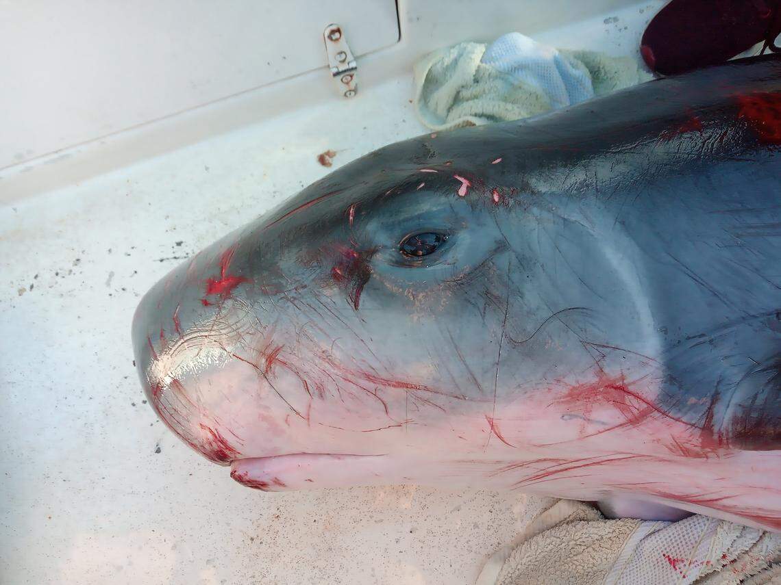 A necropsy revealed a torn plastic bag in the animal’s stomach.