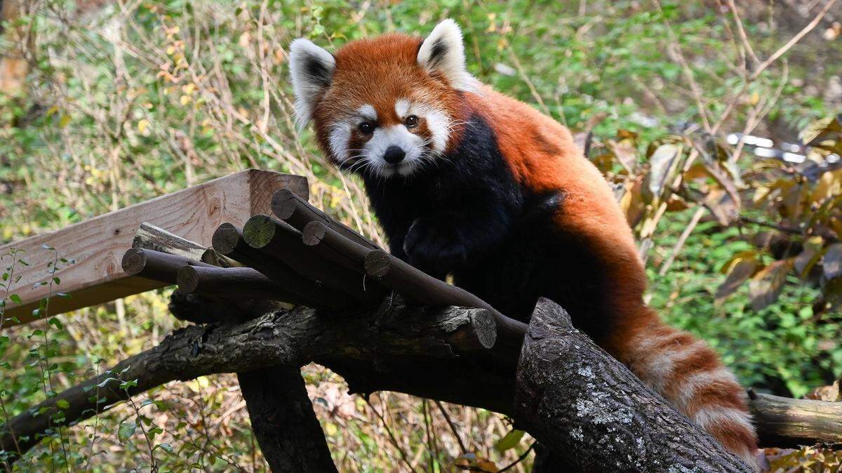 The Pittsburgh Zoo and Aquarium welcomed a new red panda, an endangered species, on Nov. 16.