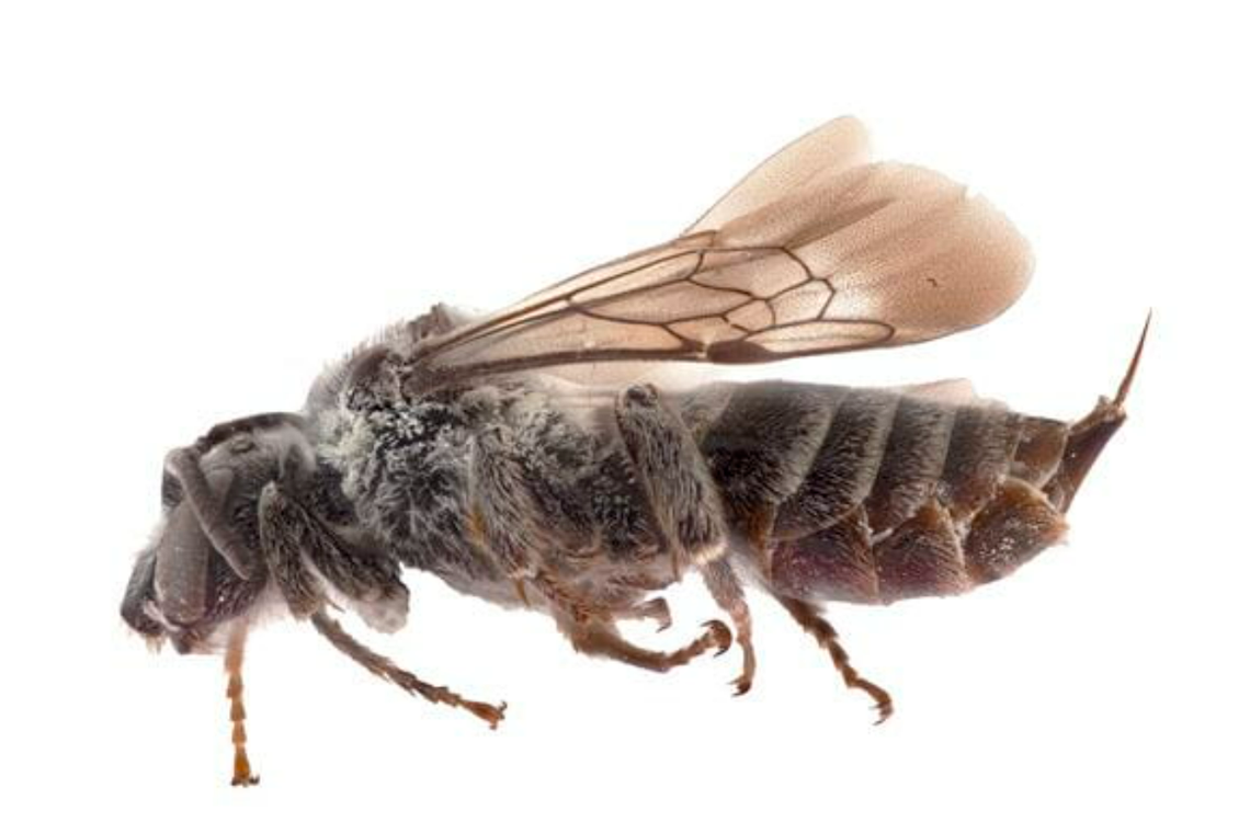 A cuckoo bee, once thought to be locally extinct, was discovered in Canada, officials said.