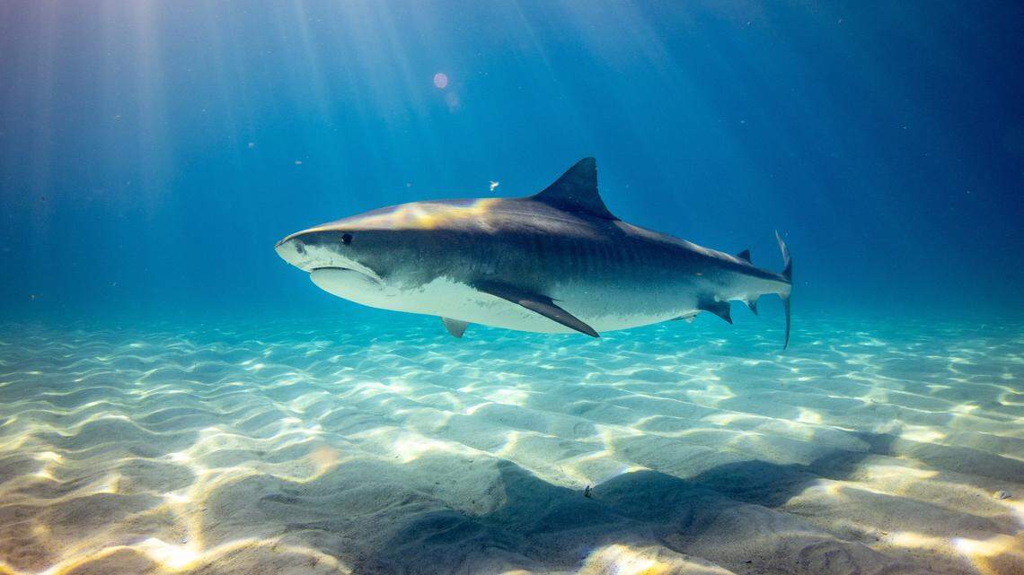 Two people were injured by shark bites at the same Florida beach on Labor Day, Volusia County officials said. Both sustained non-life-threatening injuries.