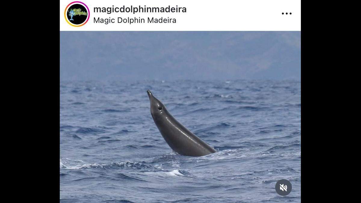 A group of “rarely seen” Gervais’ beaked whales was recently spotted near Madeira, a Portuguese archipelago, photos show.