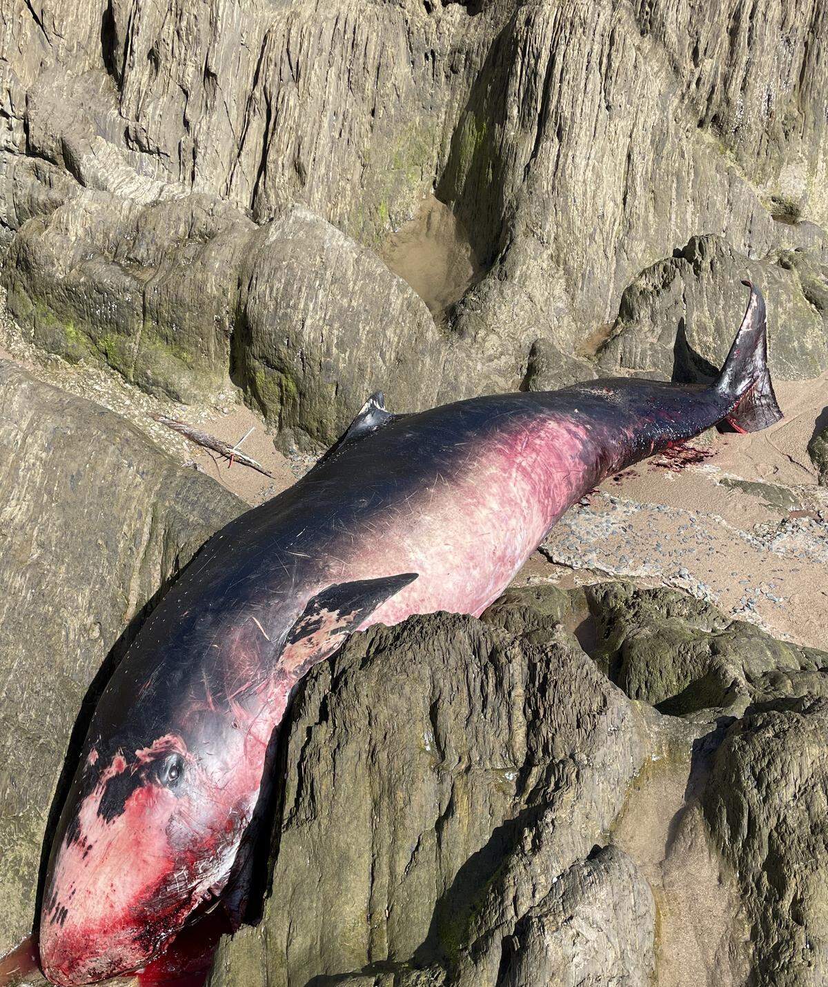 A “very rare” pygmy sperm whale recently washed ashore in Devon, England.