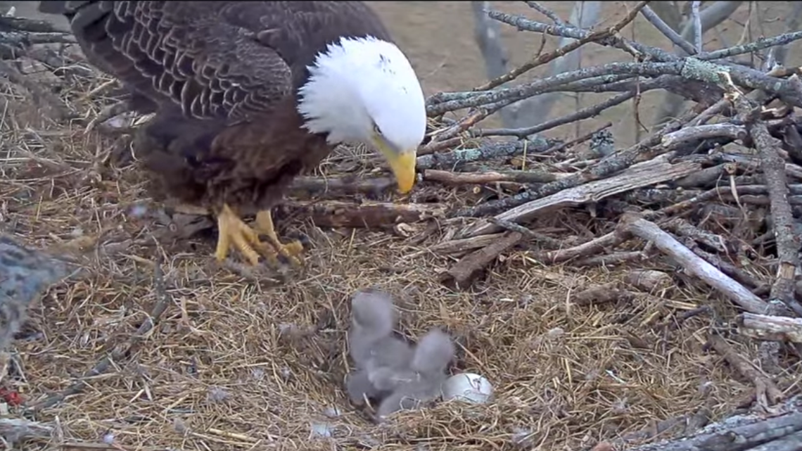 Three chicks belonging to two bald eagle parents have hatched during their second mating season together after no chicks survived from their first season.