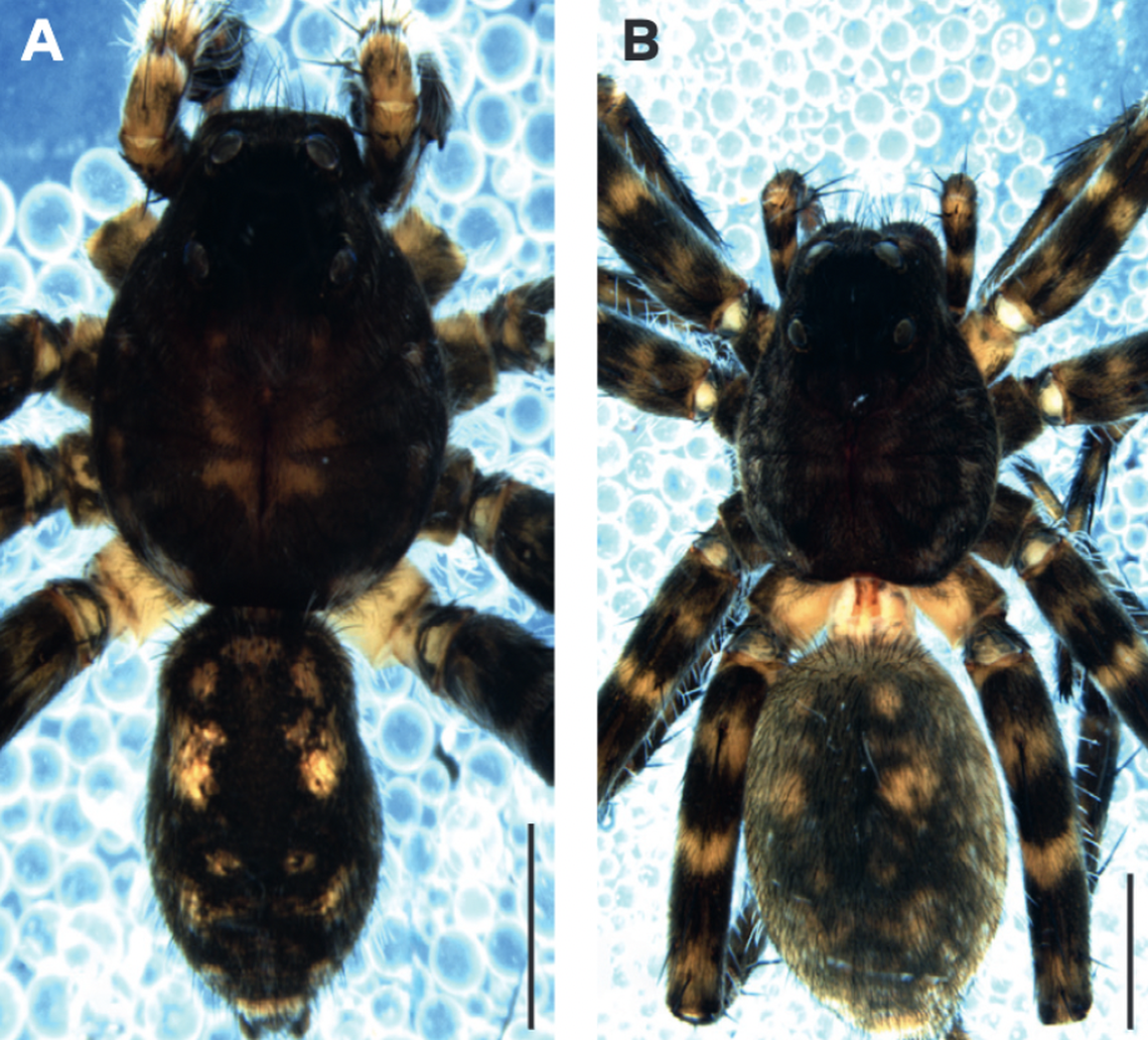 It was found “well camouflaged” in a rocky area, researchers said.