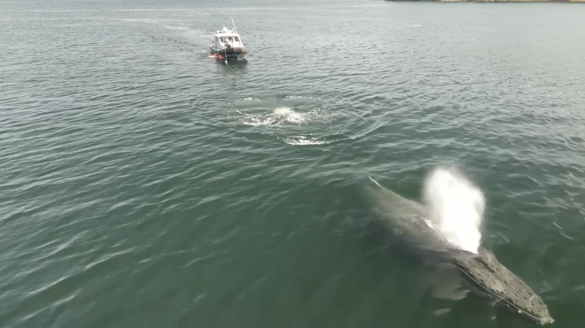A “severely entangled” humpback whale was rescued off the coast of Canada during a “complex” operation that spanned three days.