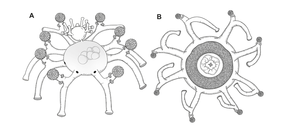 The creatures have been six and 11 tentacles, researchers said.