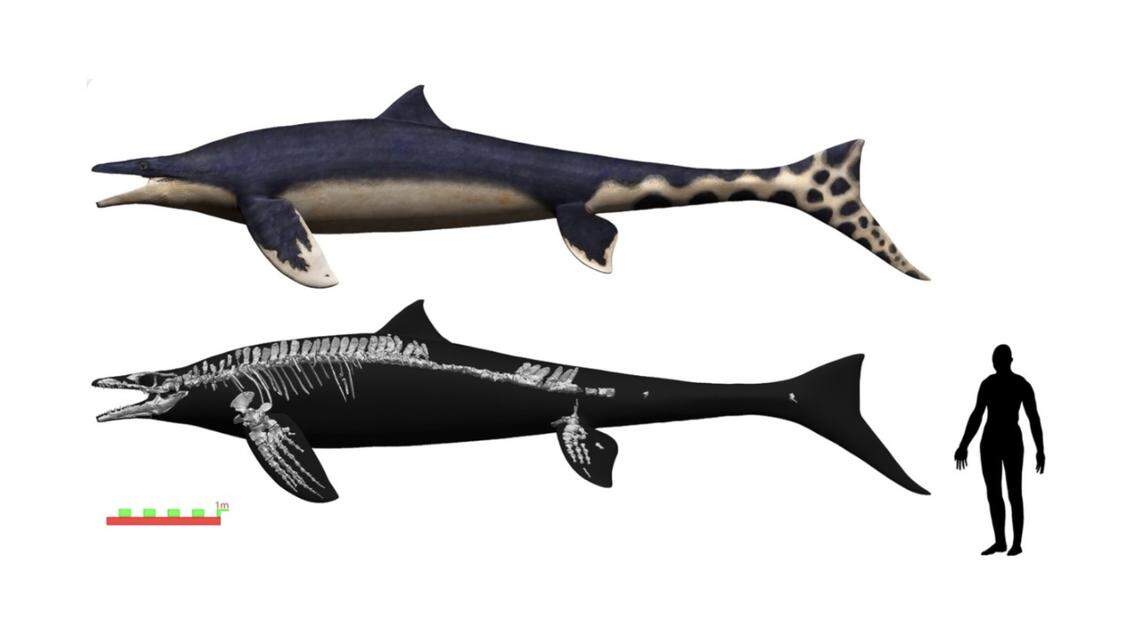 Researchers discovered the fossilized remains of a large aquatic creature, dubbed the “blue dragon,” that lived 72 million years ago.