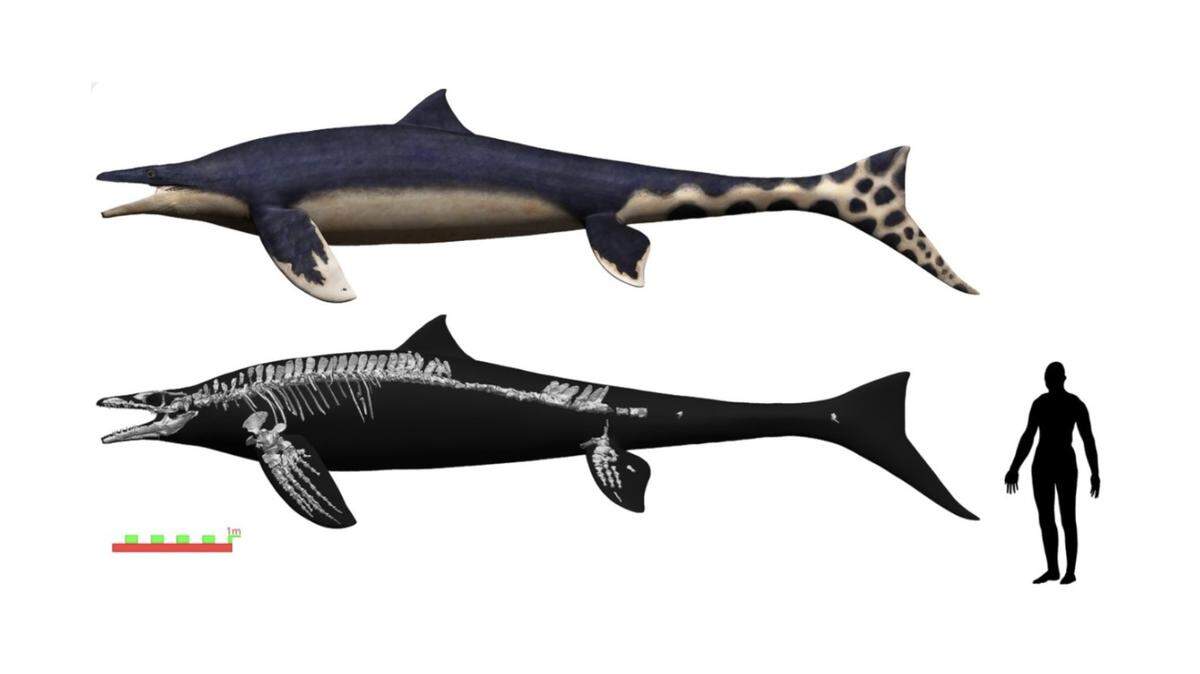 Researchers discovered the fossilized remains of a large aquatic creature, dubbed the “blue dragon,” that lived 72 million years ago.