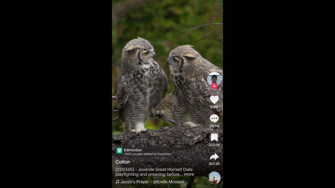 Two great horned owls were caught grooming and playfighting in Canada.