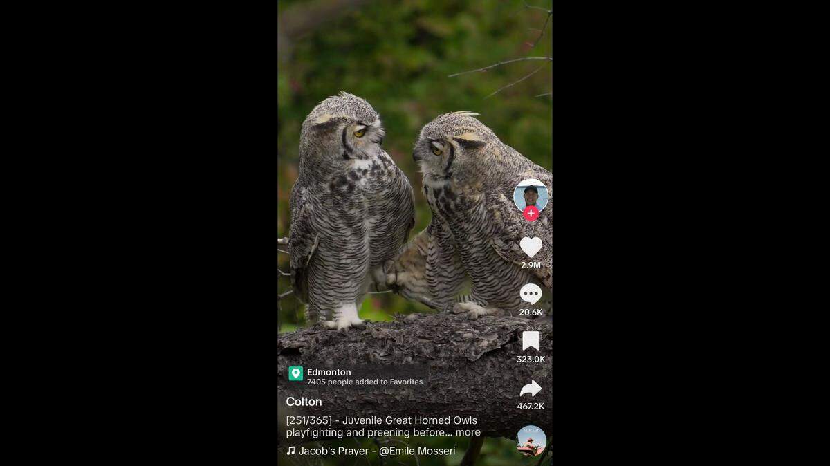 Two great horned owls were caught grooming and playfighting in Canada.