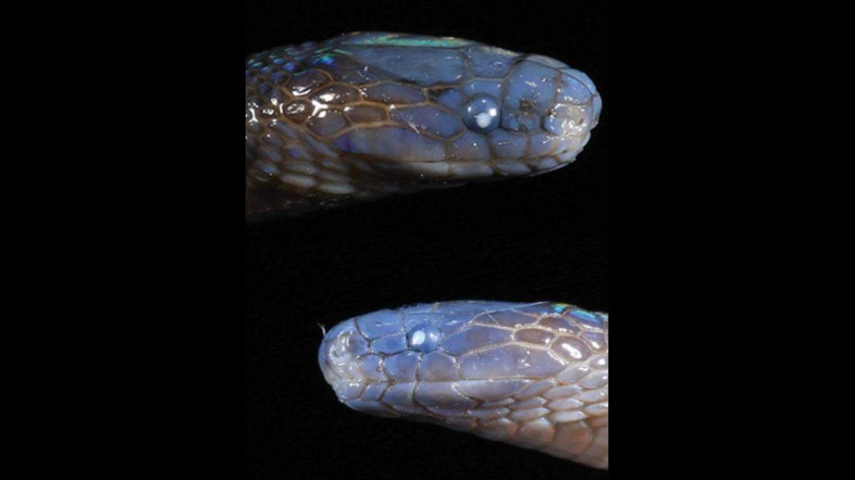 A new “cryptic” species of snake was discovered in China’s Hunan Province, according to a new study.