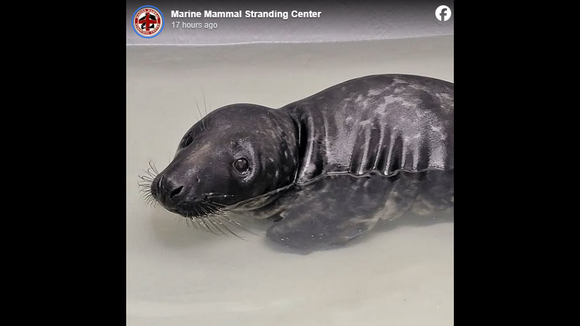 An injured baby seal was rescued from a beach in New Jersey, officials said.