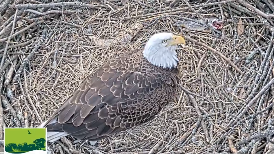 Bald eagle baby is first to hatch in New Jersey nest. See the ‘precious’ little fluff