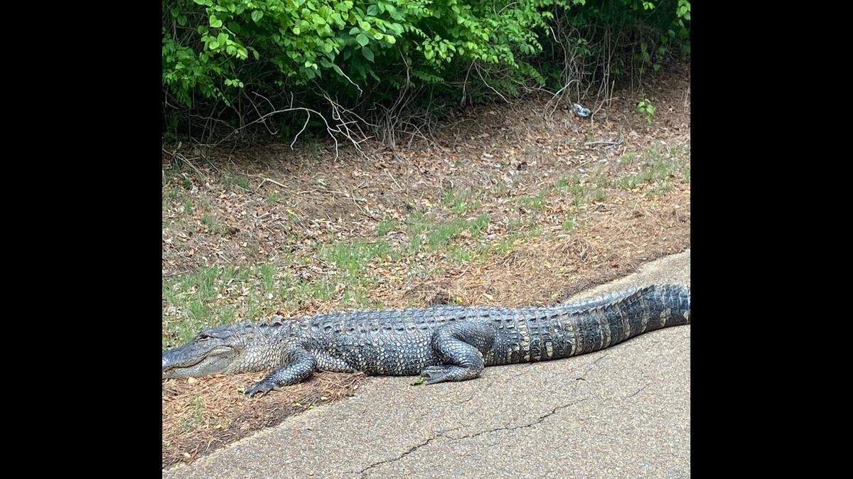 A 7- to 8-foot alligator was reported in southwest Tennessee, where gators have been increasingly spotted since 2018, according to the Tennessee Wildlife Resources Agency.