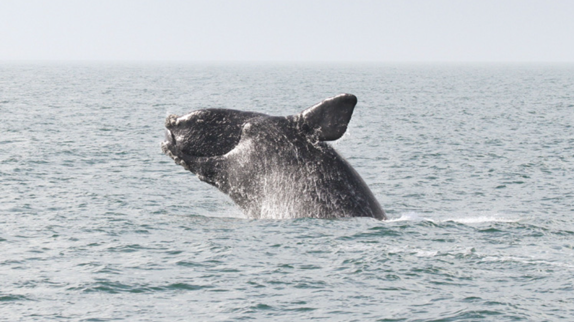 A North Atlantic right whale entangled in fishing gear was recently spotted off the coast of Canada, officials said.
