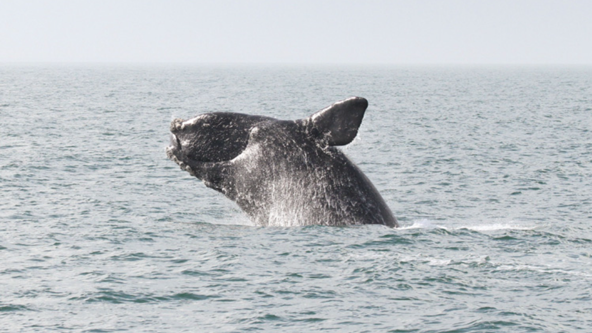 A North Atlantic right whale entangled in fishing gear was recently spotted off the coast of Canada, officials said.