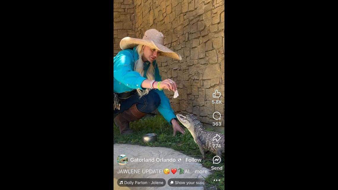 An alligator that is missing her upper jaw scarfs down a meal at a wildlife theme park in Florida, video shows.