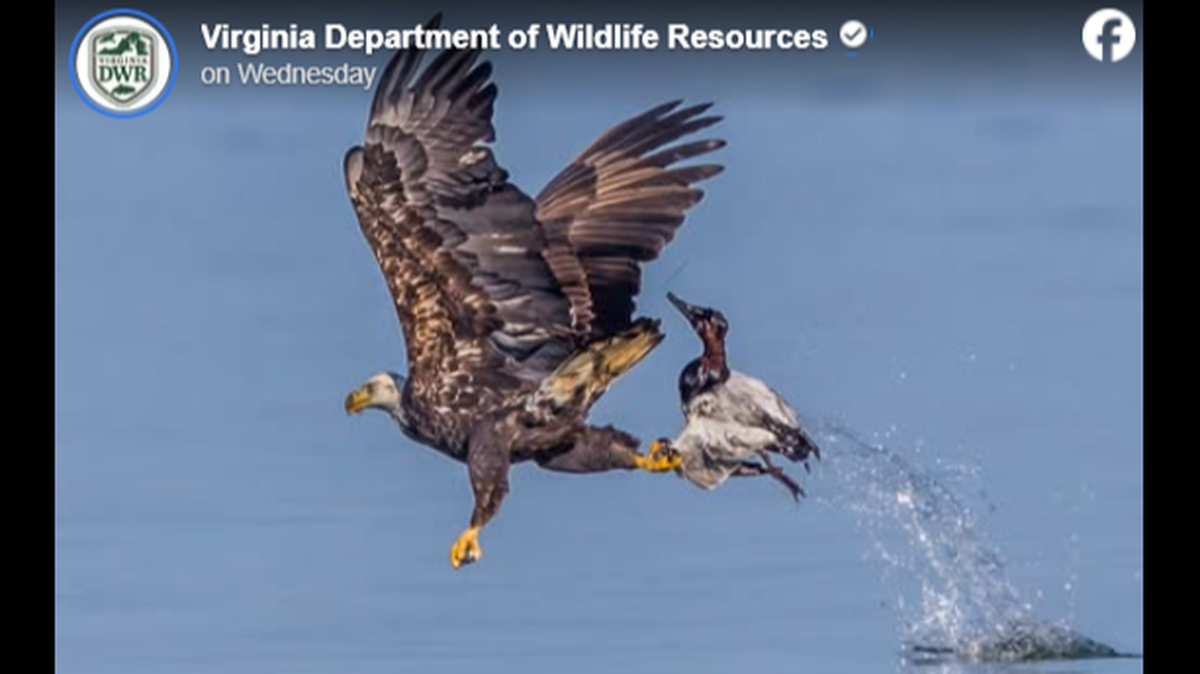 A Virginia man was sentenced to one day in jail after officials say he admitted to killing over 20 bald eagles and hawks.