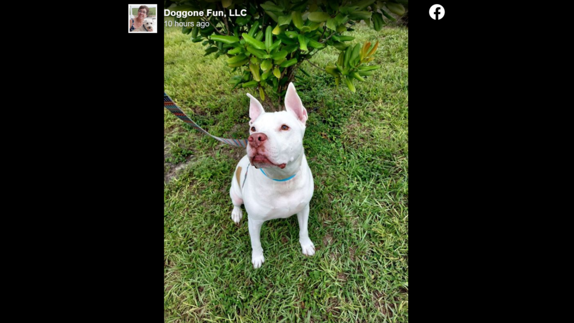 Stanley was recently found in Tennessee after he was adopted from the Cape Coral Animal Shelter in 2020, the Florida shelter said. He’s up for adoption again.