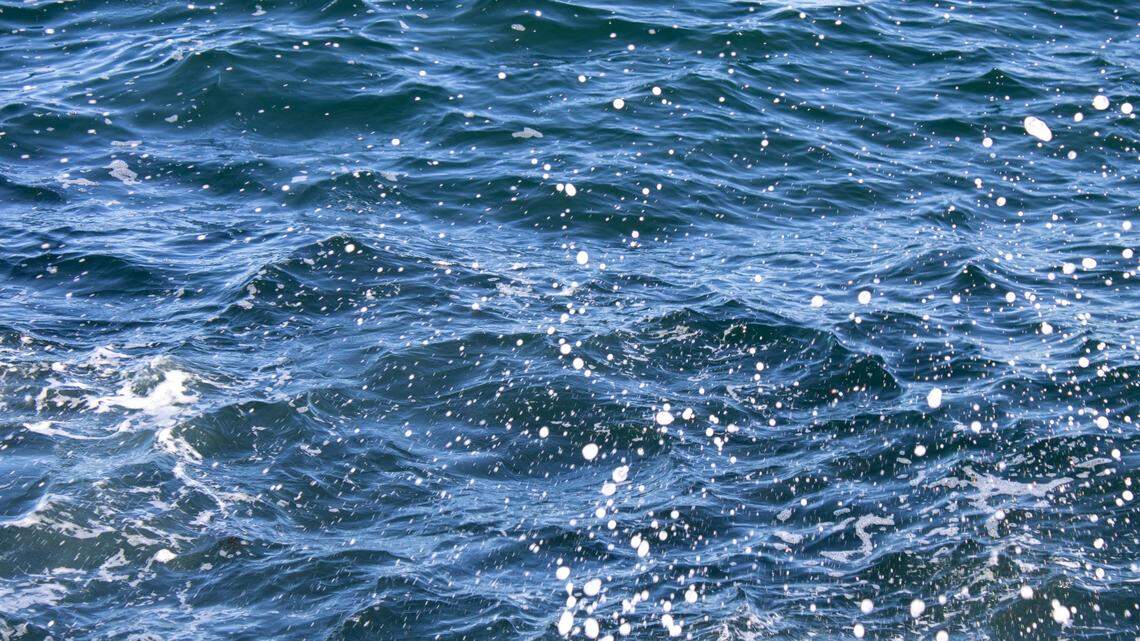 The whale watchers from Maine spotted the humpback whales in Canada, according to Shannon Nielsen.