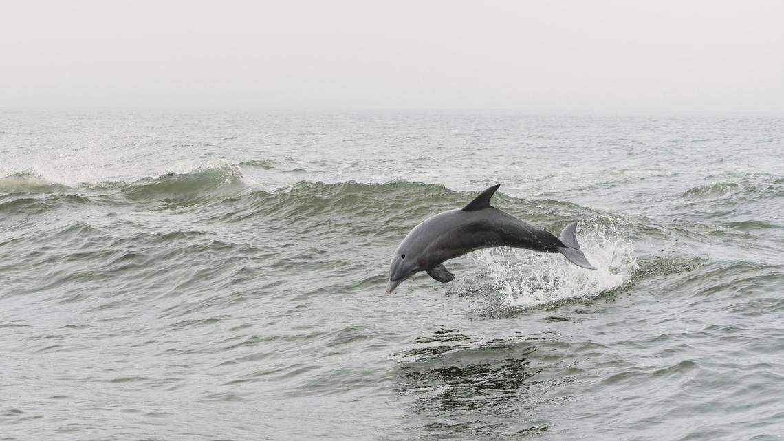 Researchers in the Baltic Sea observed a solitary dolphin engaging in “self-talk,” which they called “unusual,” according to a new study.