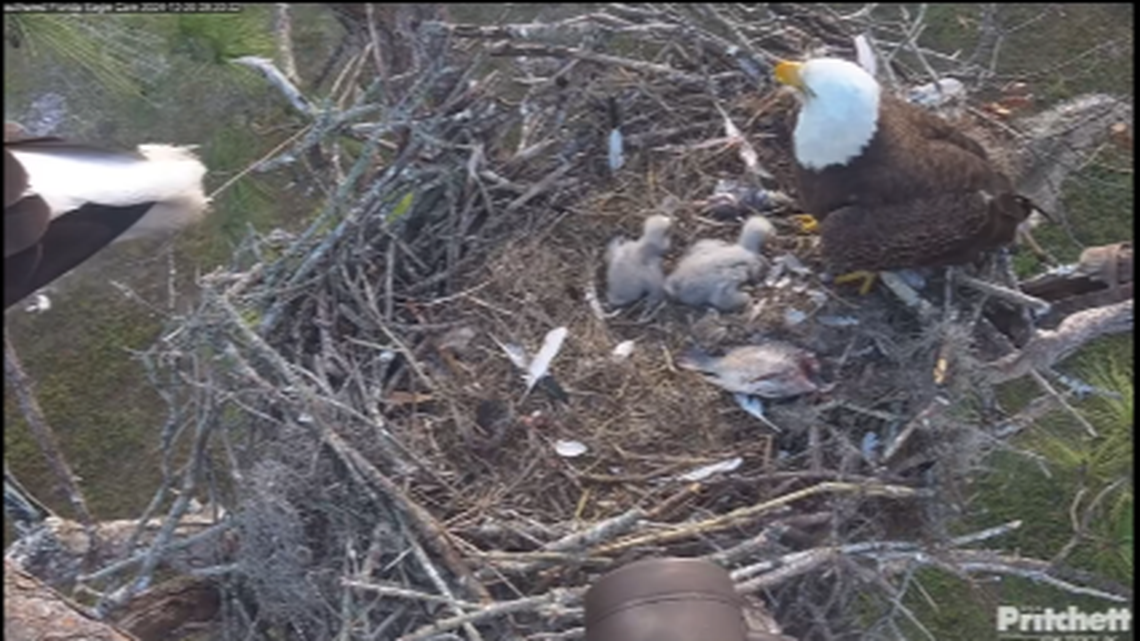 Two bald eaglet siblings just over 40 days old died suddenly of bird flu in short succession, Florida wildlife experts say.