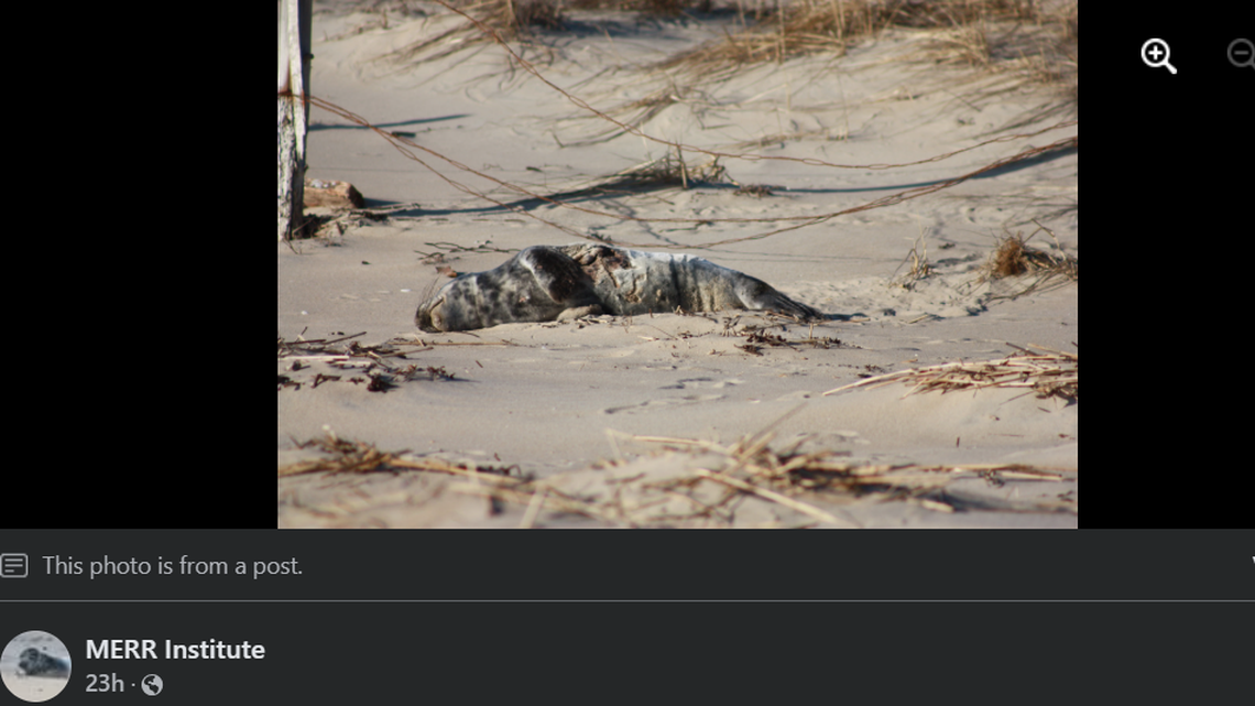 Marine rescuers saved an injured seal pup from a beach at a Delaware state park, photos show.