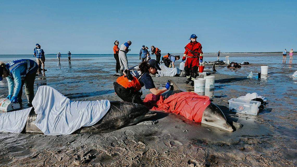 With three dolphins already dead, rescuers knew every minute counted as they moved quickly to save the 11 surviving animals.