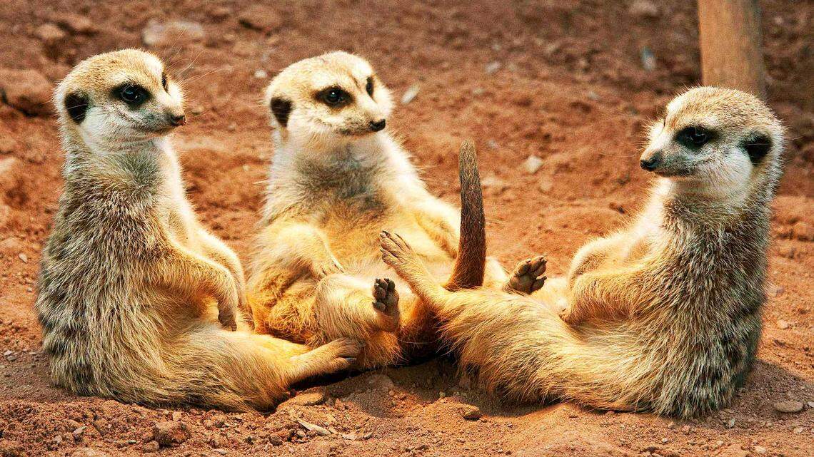 Meerkats relax under a heating light during cold temperatures in the Erfurt zoo, central Germany, Thursday, March 8, 2012. (AP Photo/Jens Meyer)