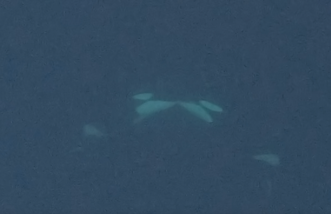 A still frame from video footage recorded by the snorkelers