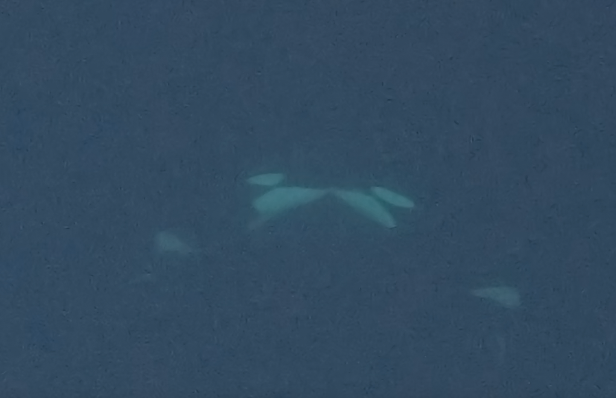 A still frame from video footage recorded by the snorkelers