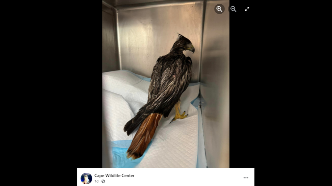 The hawk had to washed with a hood over its face to keep it calm, Massachusetts wildlife rescuers said.
