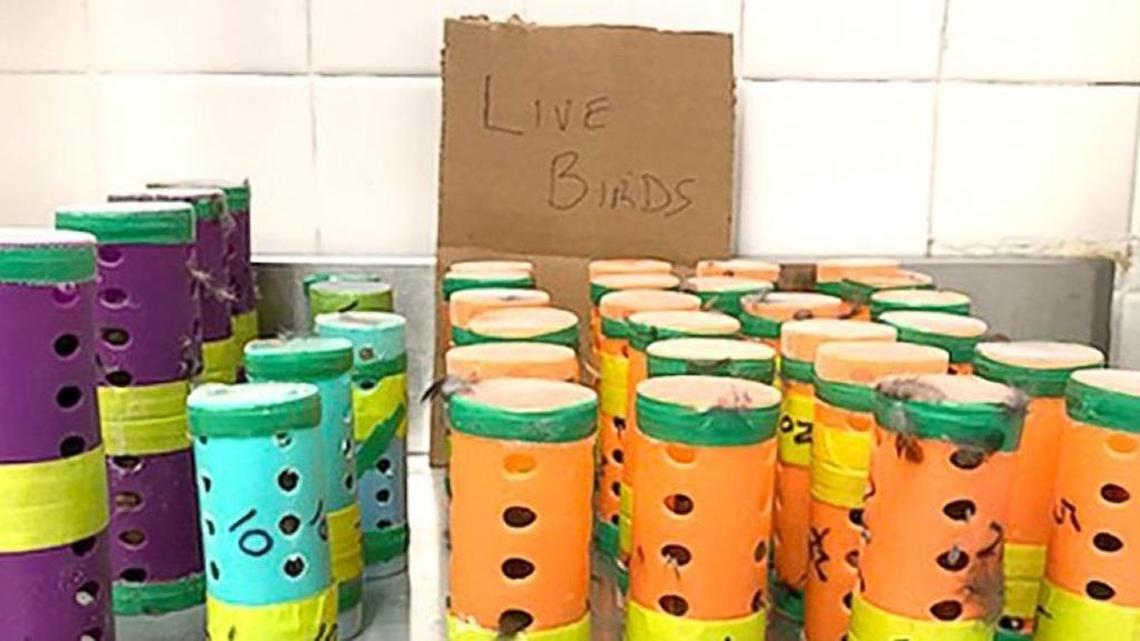 In 2018, police said two men flew from Guyana to John F. Kennedy International Airport in New York and tried to smuggle 26 finches in socks and hair curlers to put them in a bird-singing competition in the state.