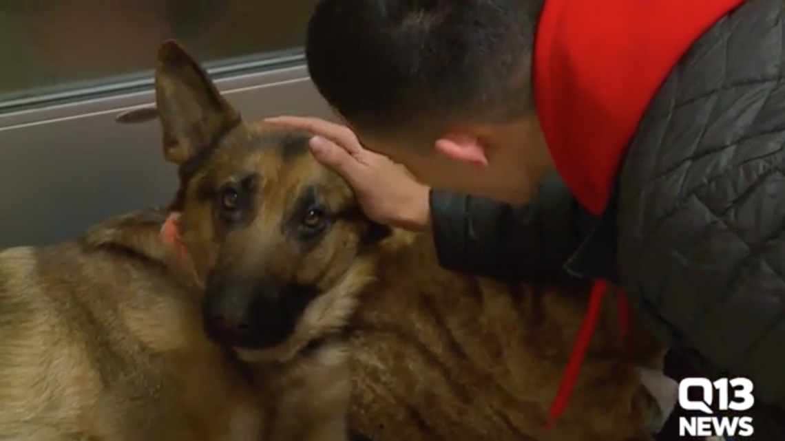 Rex was shot three times by burglars while his teen owner hid in a closet and called 911, police say.