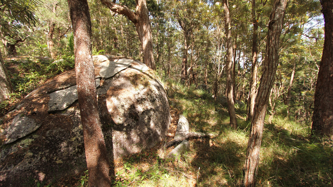 Scientists found a “slender” copper-eyed animal in the mountains of Australia and discovered new species, a study said.