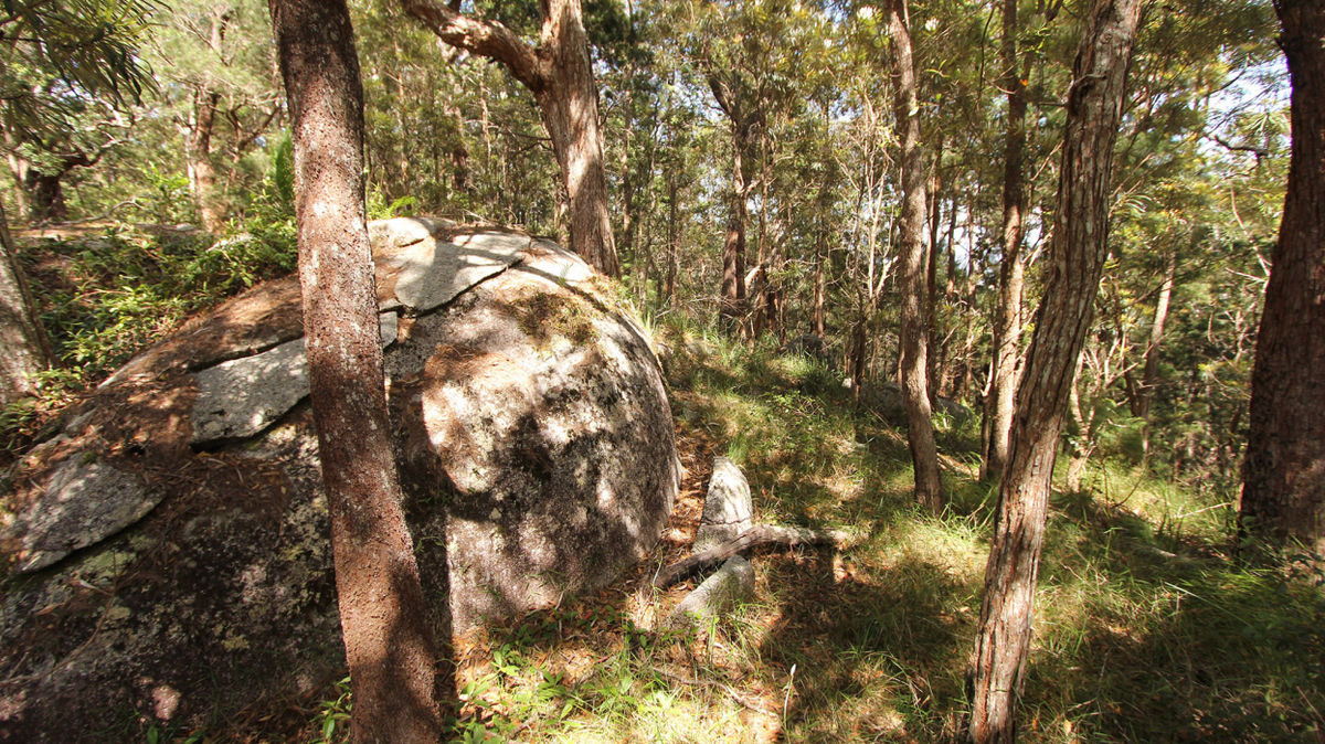 Scientists found a “slender” copper-eyed animal in the mountains of Australia and discovered new species, a study said.