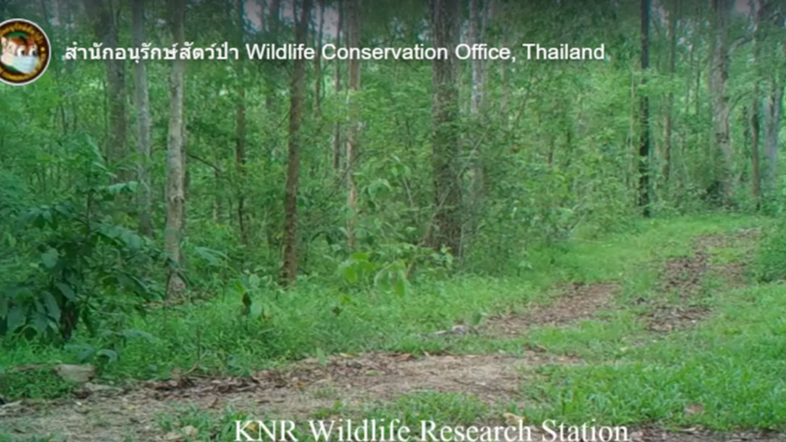 The young male looked healthy and ready to mate, which will increase the genetic diversity of the small forest population of its species, officials said.