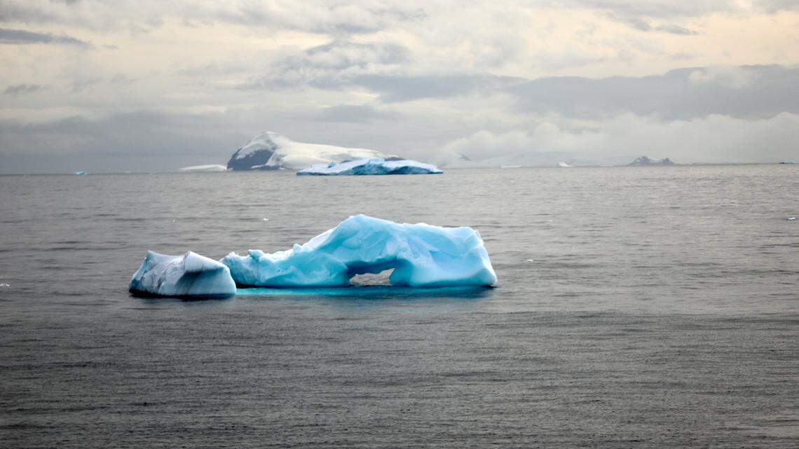 Una ‘gran’ criatura con 20 brazos acecha en el mar Antártico. Es una nueva especie